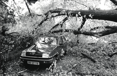 403110 Afbeelding van een op een auto gevallen boom aan de Wolter Heukelslaan te Utrecht, na een storm.